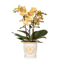 Orchidee Lima Gelb im Malaga Ziertopf Hellorange – Ø9cm – 2-3 kräftigen Stiele – Fröhliche Zimmerpflanze – Sommerliches Wohnhighlight – Plant