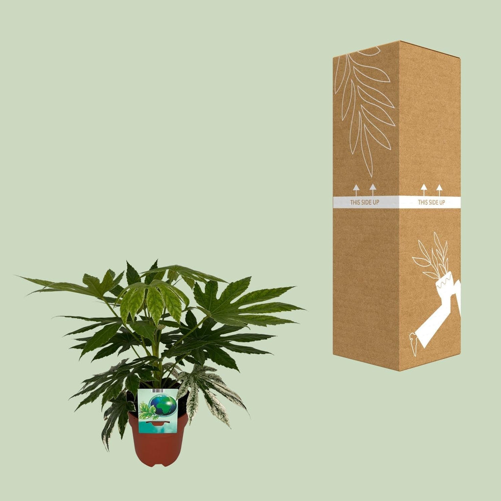 Weiß – Bunte Zimmeraralie Fatsia Japonica Variegata Spiderweb – Zimmerpflanze – Ø19cm ↕60cm – Immergrüne Zierpflanze mit panaschiertem Laub – Plant