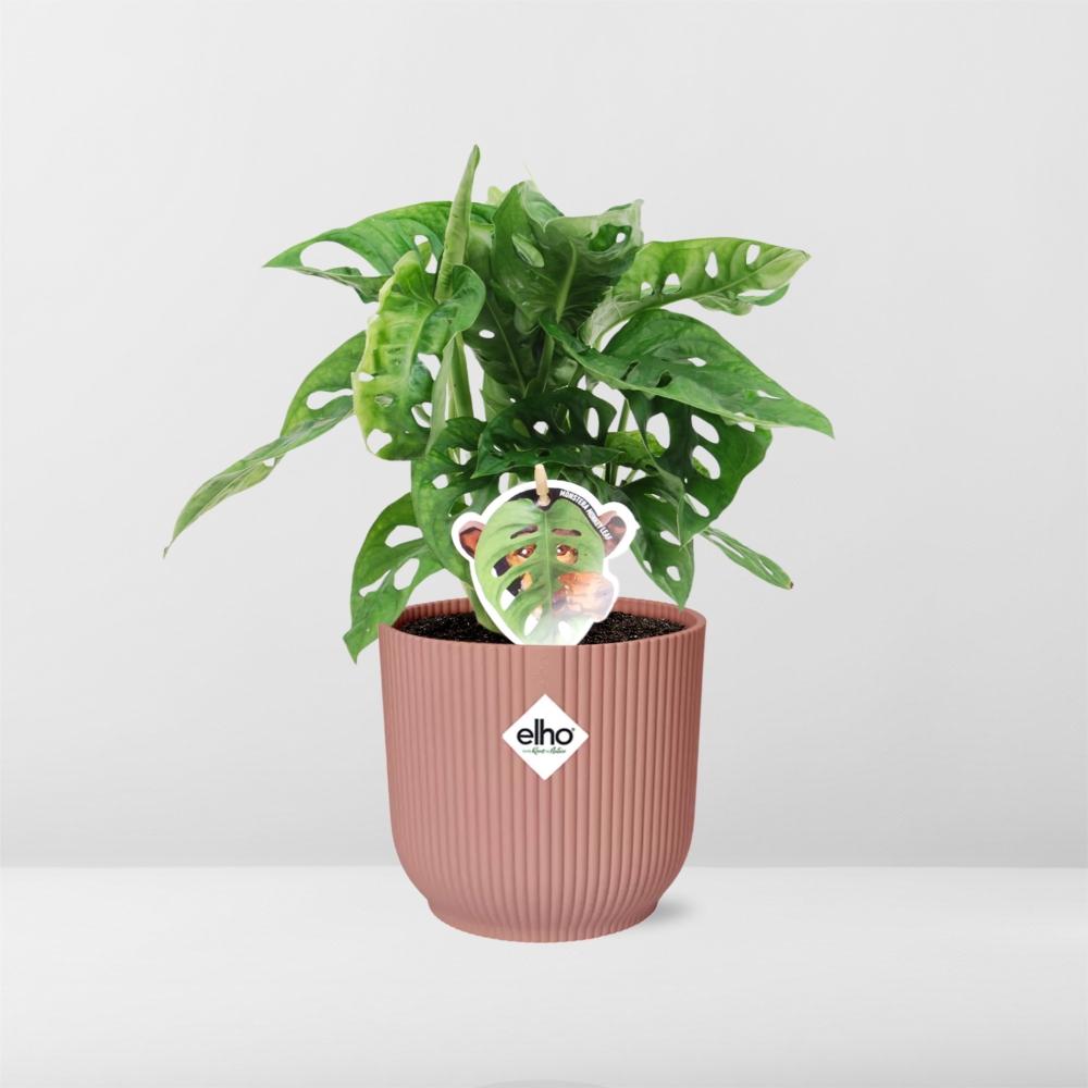 Fensterblatt – Monstera ‘Monkey Leaf’ im Topf Vibes Fold 14cm – Zimmerpflanze im Dekotopf Rose – Pflegeleicht & luftreinigend – Plant