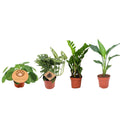 Zimmerpflanzen Set – 4er Pflanzenbox – Ø12cm – ↕20-40cm – Monstera, Strelitzia, Zamioculcas, Pilea – Immergrün & pflegeleicht – Luftreinigende Deko – Plant