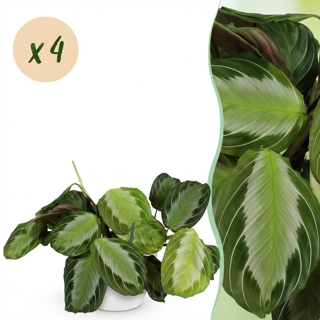 Maranta Fascinator Silverband 2er Set Pflanzen Mit Weißem Topf Ø12cm Höhe ca.25cm Gebetspflanze Grün Haustierfreundlich Pflegeleicht Für Zimmer