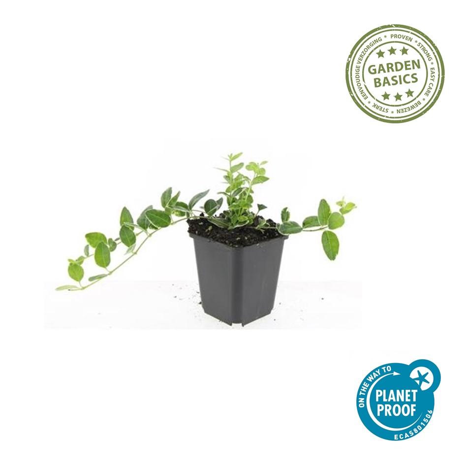 Kleinblättriges weißbuntes Immergrün Vinca minor Argenteovariegata – ↕10-25cm – Ø9cm – Bodendecker – Violette Blüten – Wintergrün – Plant