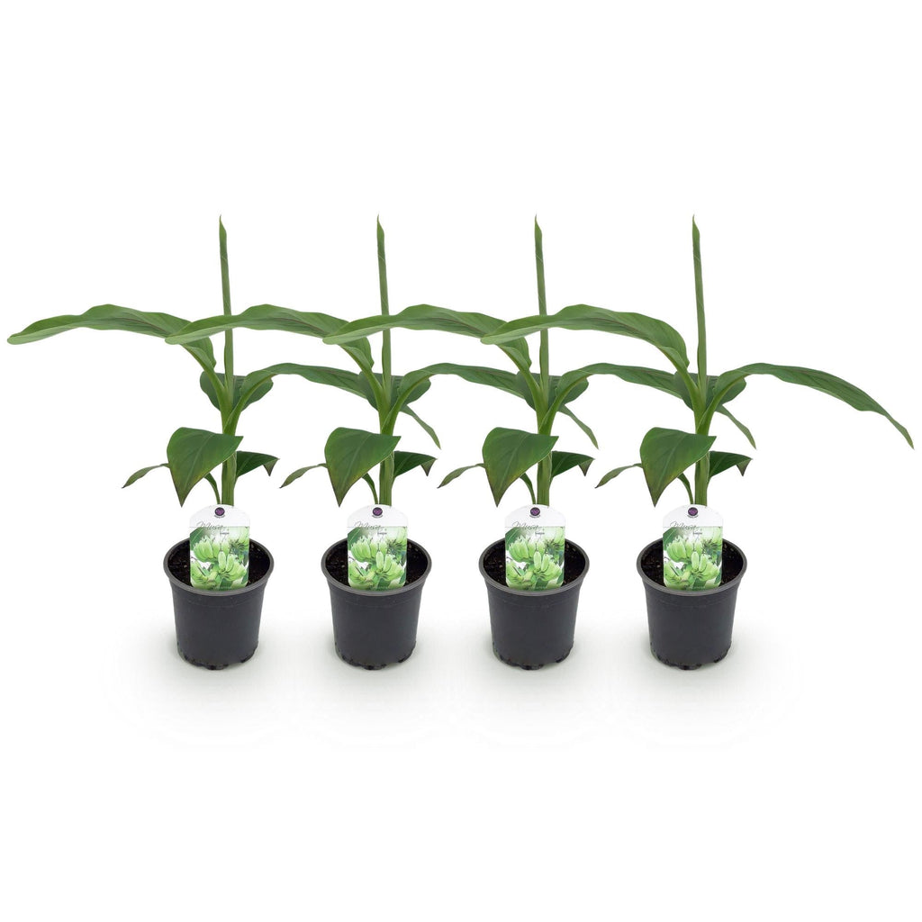 Bananenpflanze Musa Basjoo – Winterhart – Obstpflanze – Ø12cm, Höhe ca. 30cm – Exotische Gartenbanane für Beet, Terrasse & Balkon – Plant