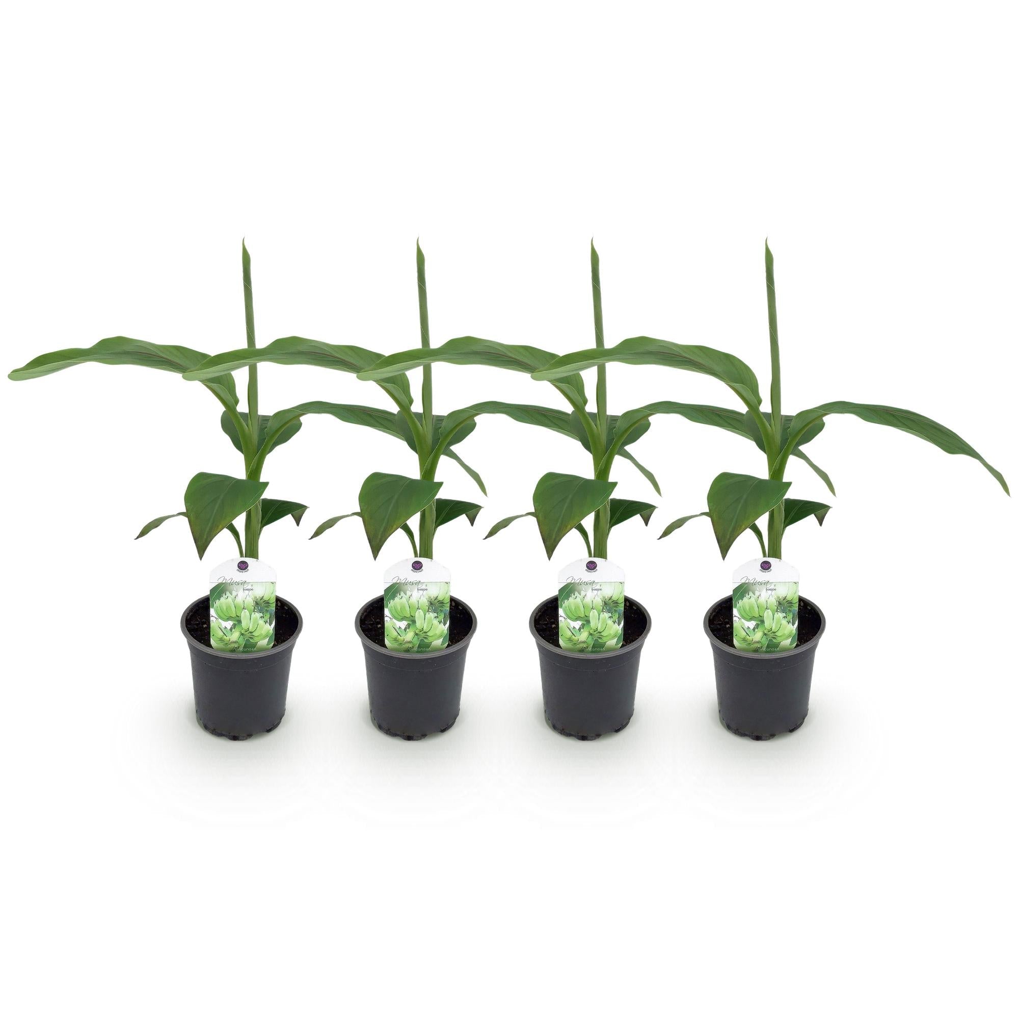 Bananenpflanze Musa Basjoo – Winterhart – Obstpflanze – Ø12cm, Höhe ca. 30cm – Exotische Gartenbanane für Beet, Terrasse & Balkon – Plant