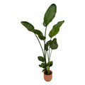 Paradiesvogelblume – Strelitzia Nicolai inkl. Vibes Fold Round Rosa – ca. 100cm hoch – Ø18cm – Zimmerpflanze im Design – Topf – Plant