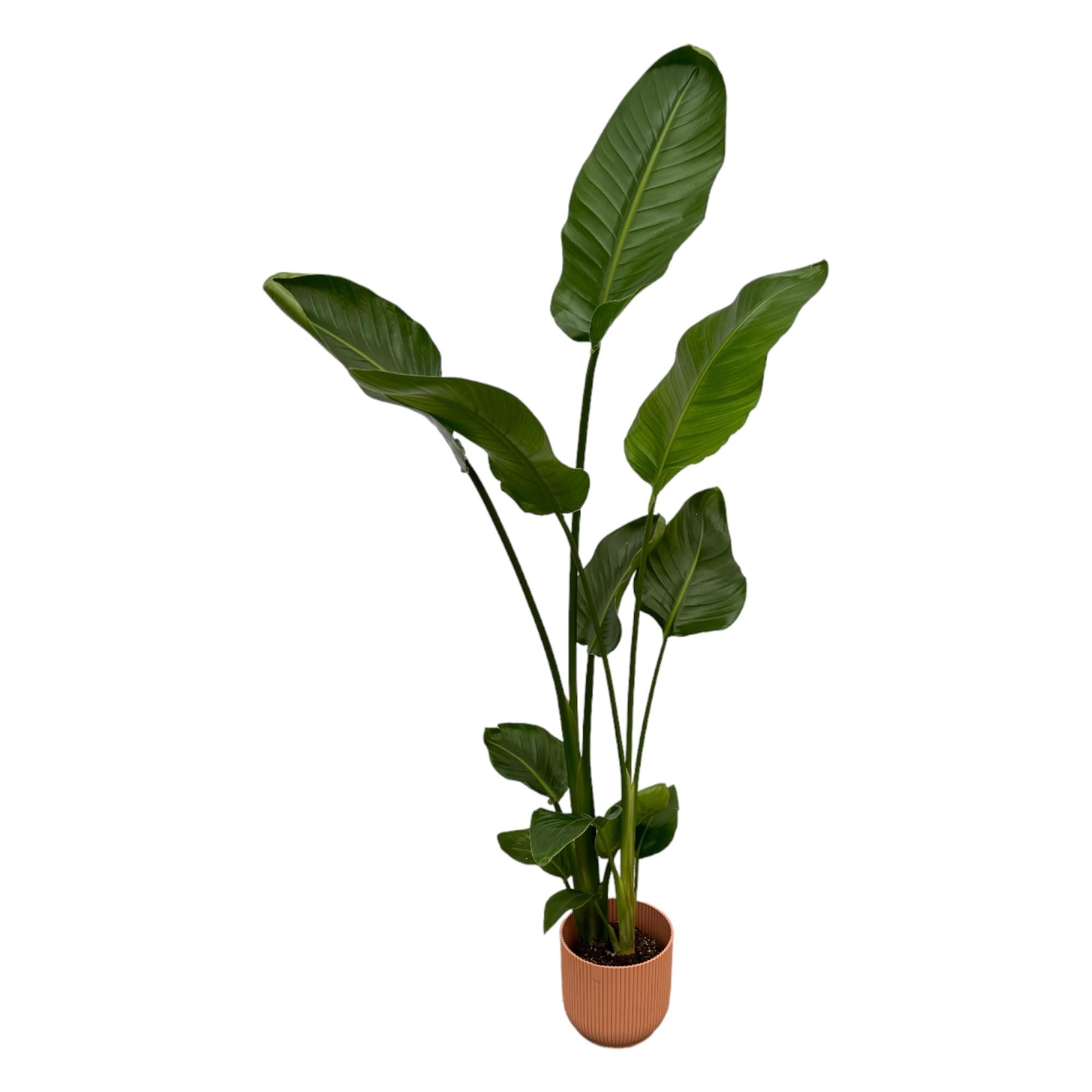 Paradiesvogelblume – Strelitzia Nicolai inkl. Vibes Fold Round Rosa – ca. 100cm hoch – Ø18cm – Zimmerpflanze im Design – Topf – Plant