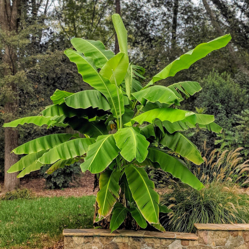 Japanische Faserbanane – Musa Basjoo – Winterharte Bananenpflanze – Ø21cm – Höhe ca. 90cm – Exotische Obstpflanze für Garten & Terrasse – Plant