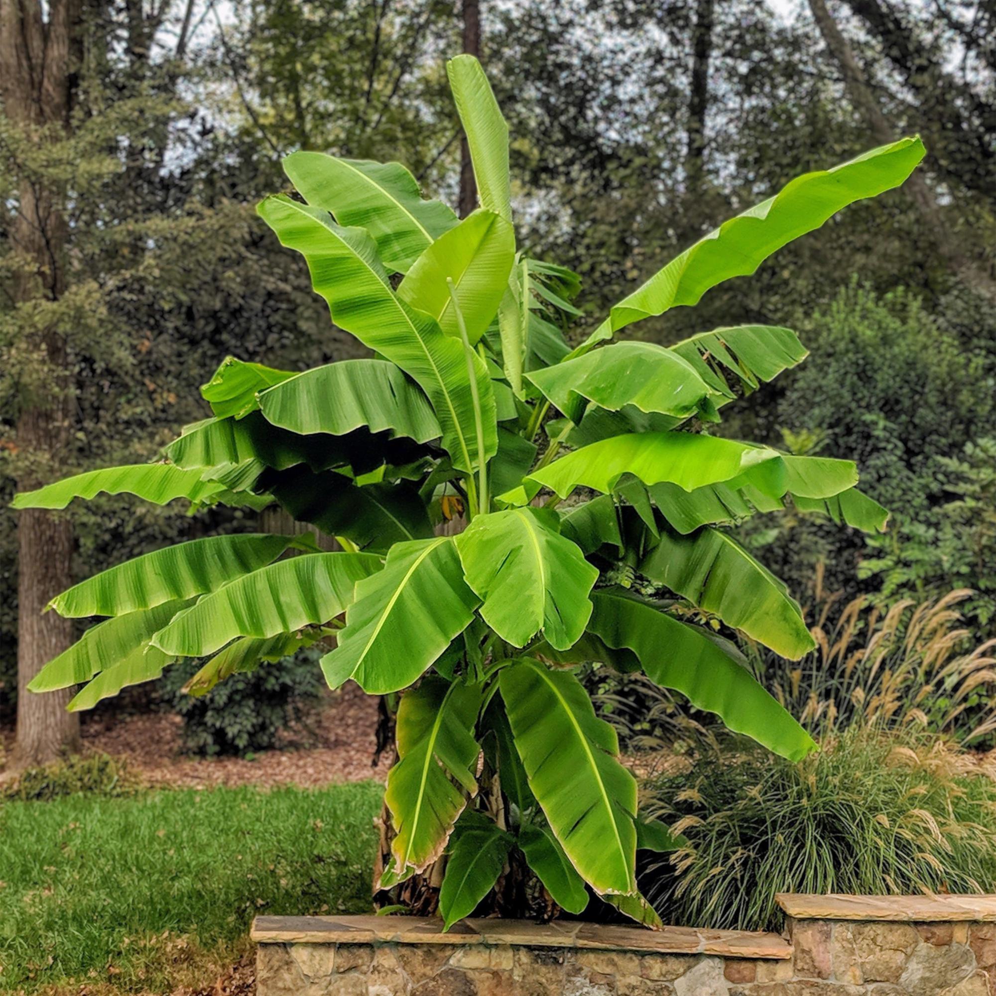 Japanische Faserbanane – Musa Basjoo – Winterharte Bananenpflanze – Ø21cm – Höhe ca. 90cm – Exotische Obstpflanze für Garten & Terrasse – Plant