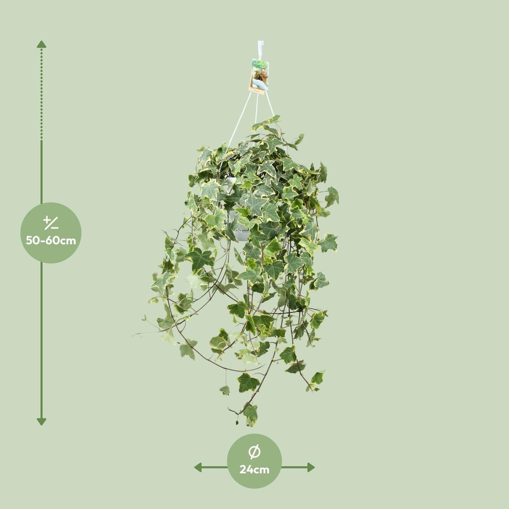 Efeu – Hedera Helix 'Gold Child' – Zimmerpflanze – Ø24cm – Höhe ca. 60cm – Hängend & Rankend – Luftreinigend – Pflegeleicht – Plant
