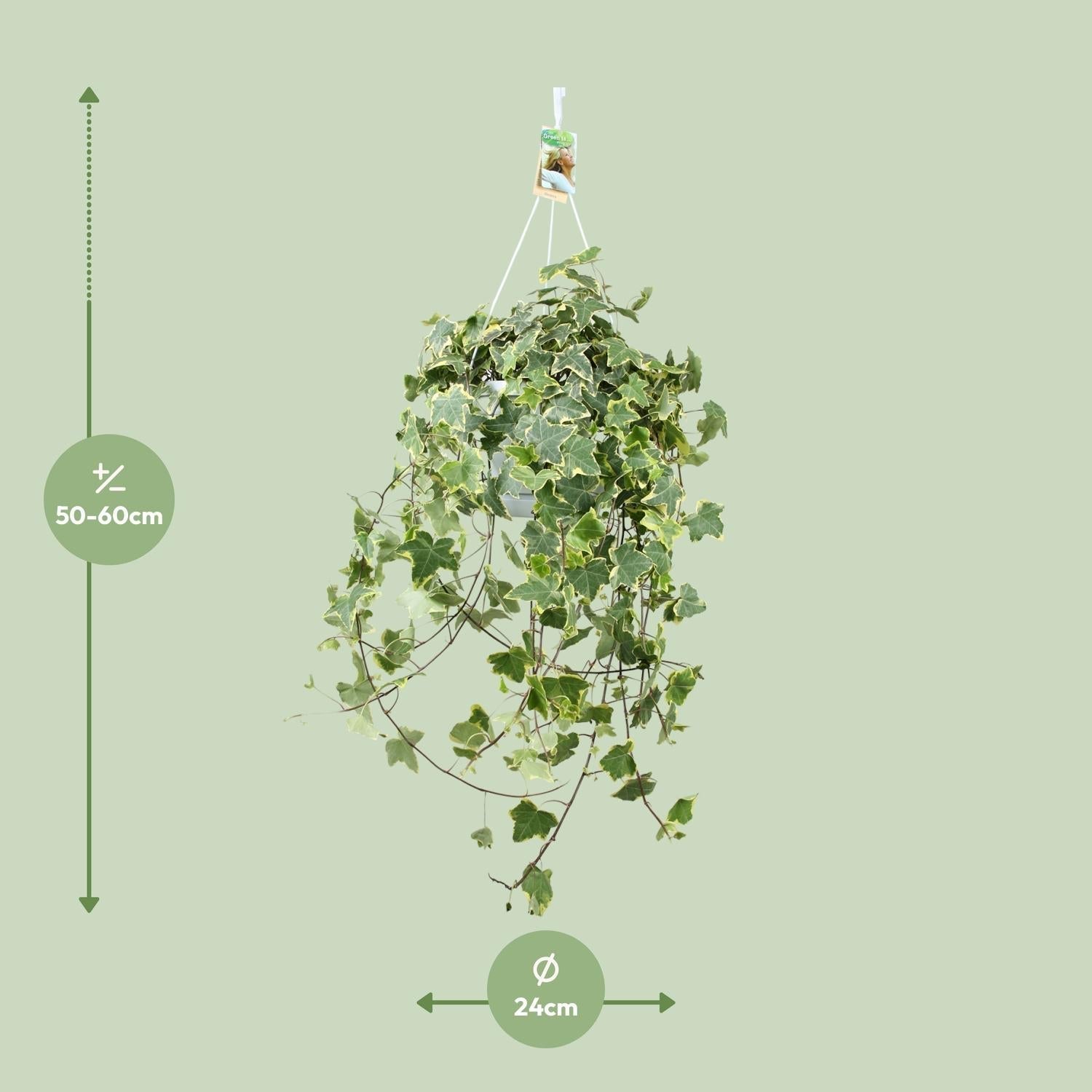 Efeu – Hedera Helix 'Gold Child' – Zimmerpflanze – Ø24cm – Höhe ca. 60cm – Hängend & Rankend – Luftreinigend – Pflegeleicht – Plant