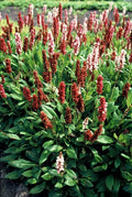 Schneckenknöterich Persicaria aff. 'Darjeeling Red' – ↕10-25cm – Ø9cm – Rotes Laub – Sonne & Halbschatten – Pflegeleichte Staude – Plant