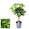 Schefflera Gold Capella – Ø21cm – ↕75cm – Strahlenaralie mit panaschierten Blättern – Robuste Zimmerpflanze – Luftreinigend – Für helle Standorte – Plant