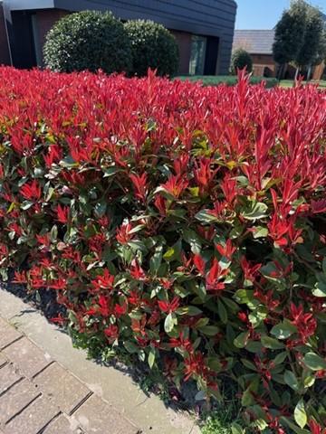 Glanzmispel Photinia fraseri Carre Rouge – Immergrüne Heckenpflanzen – 8 Pflanzen – 1m – 9cm Höhe 30-35cm – Rote & grüne Blätter – Pflegeleicht – Plant