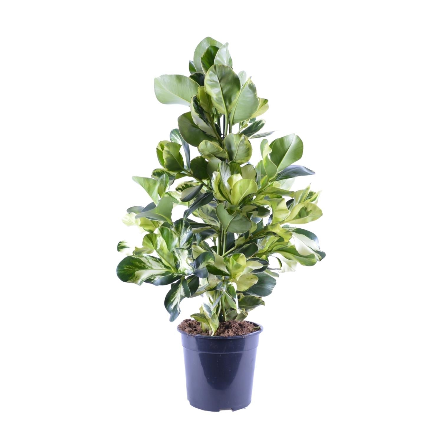 Clusia Rosea White Star – Ø24cm – ↕95cm – Dekorative Zimmerpflanze mit luftreinigender Wirkung – Autographenbaum – Pflegeleicht – Plant