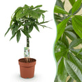 Pachira Aquatica Geflochtener Stamm – 80-90cm – 21cm – Pflegeleichter Geldbaum – Grünpflanze für Wohnzimmer & Büro – Plant