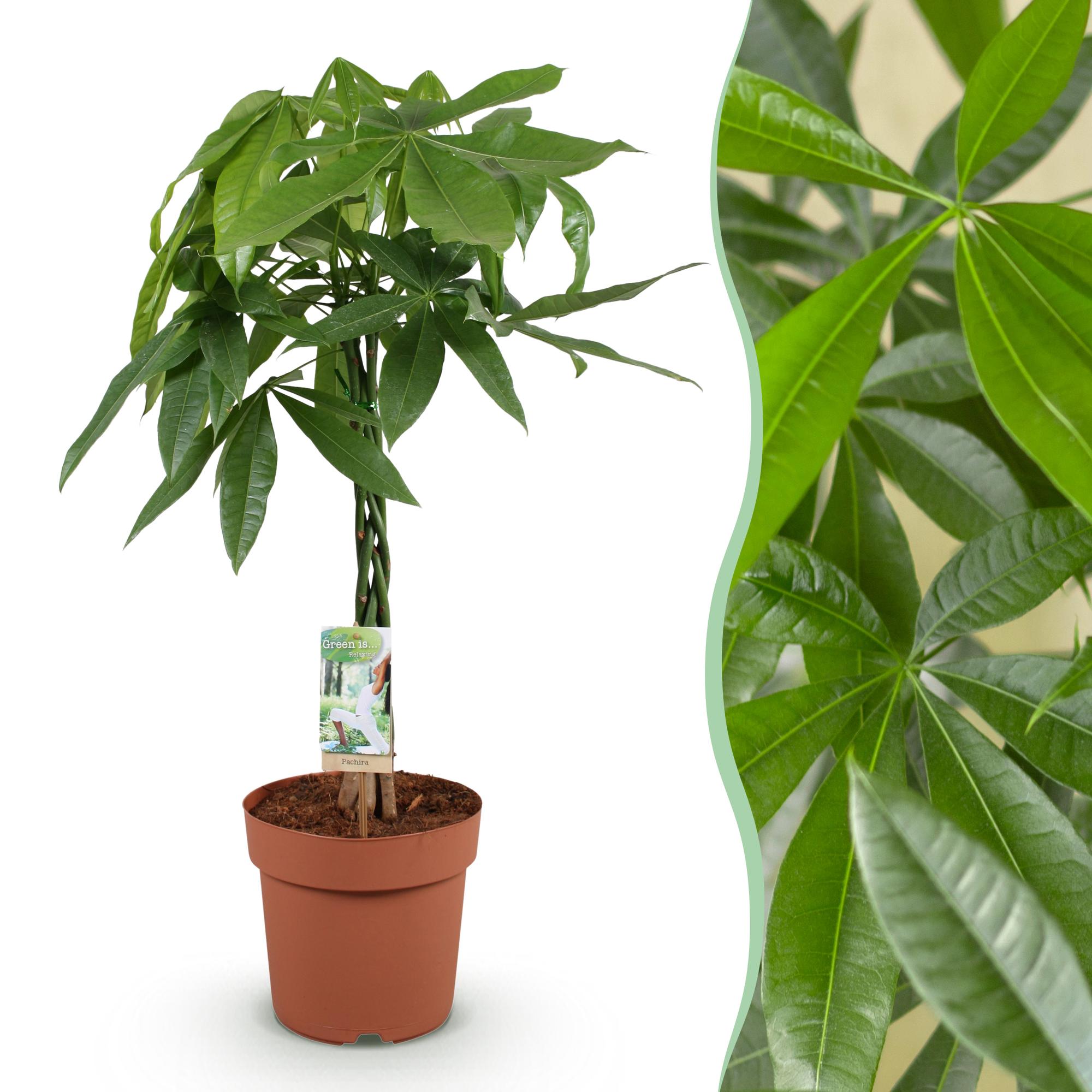 Pachira Aquatica Geflochtener Stamm – 80-90cm – 21cm – Pflegeleichter Geldbaum – Grünpflanze für Wohnzimmer & Büro – Plant