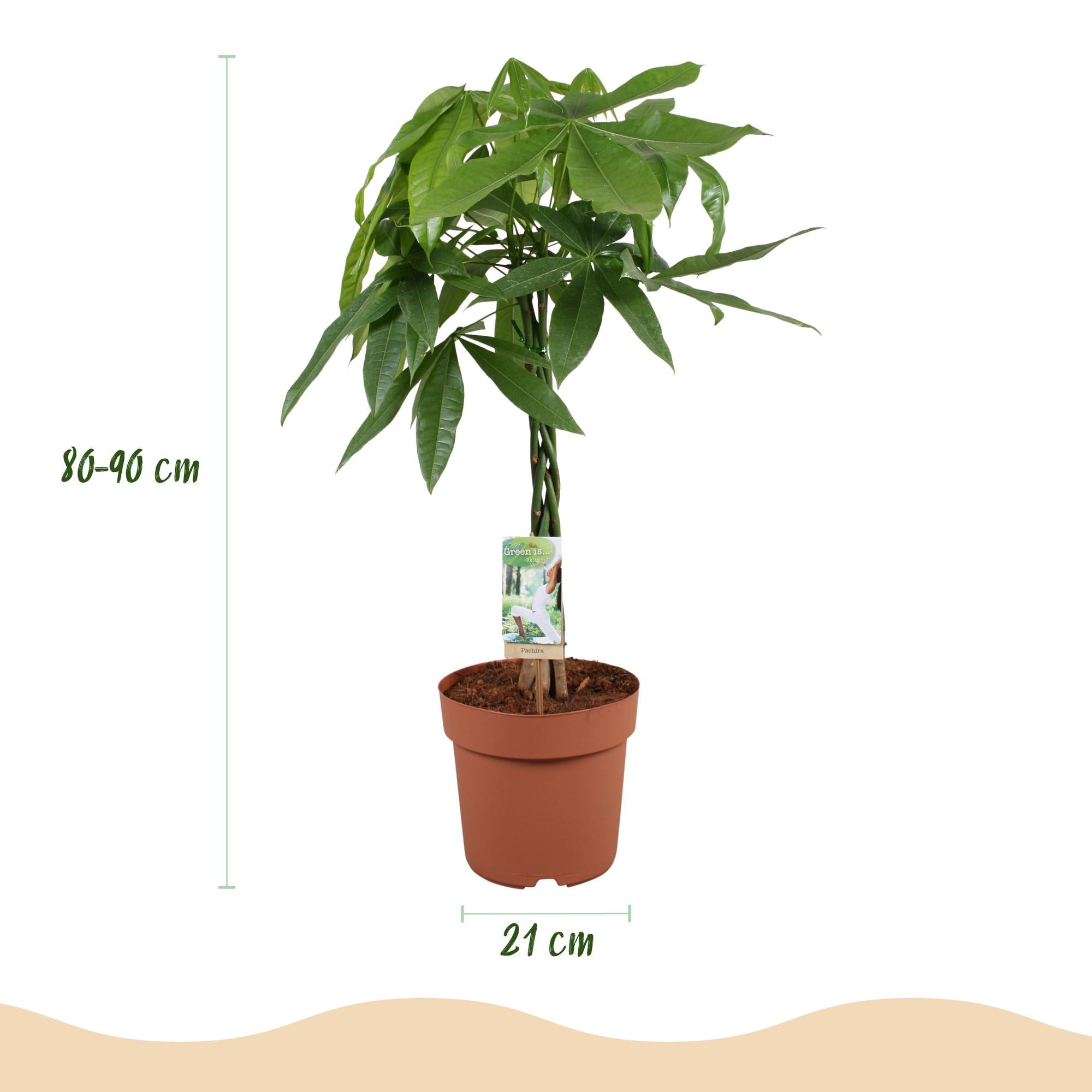 Pachira Aquatica Geflochtener Stamm – 80-90cm – 21cm – Pflegeleichter Geldbaum – Grünpflanze für Wohnzimmer & Büro – Plant