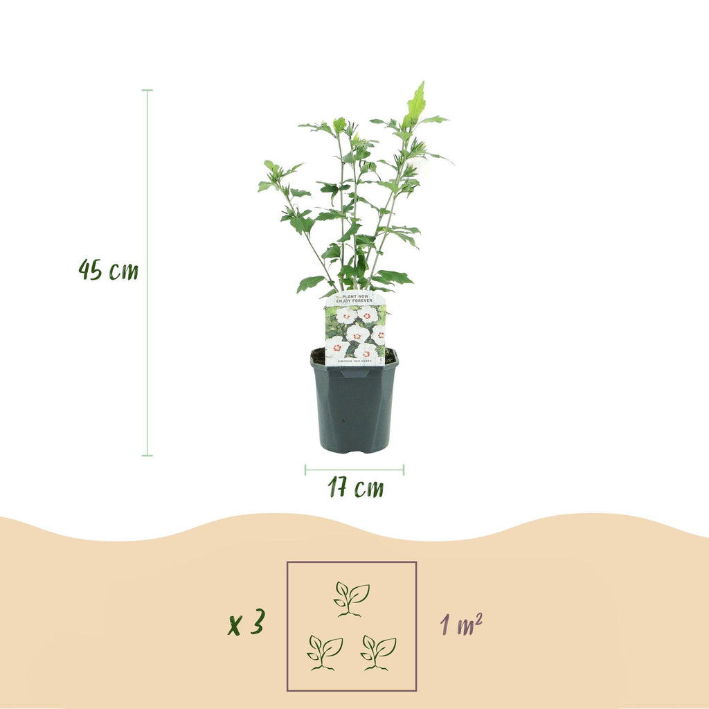Garteneibisch Hibiscus syriacus Red Heart – Blüte Weiß mit Rotem Herzen – Strauch – Wenig Pflege – 17cm x H45cm – Sommerblüher & Bienenfreundlich – Plant