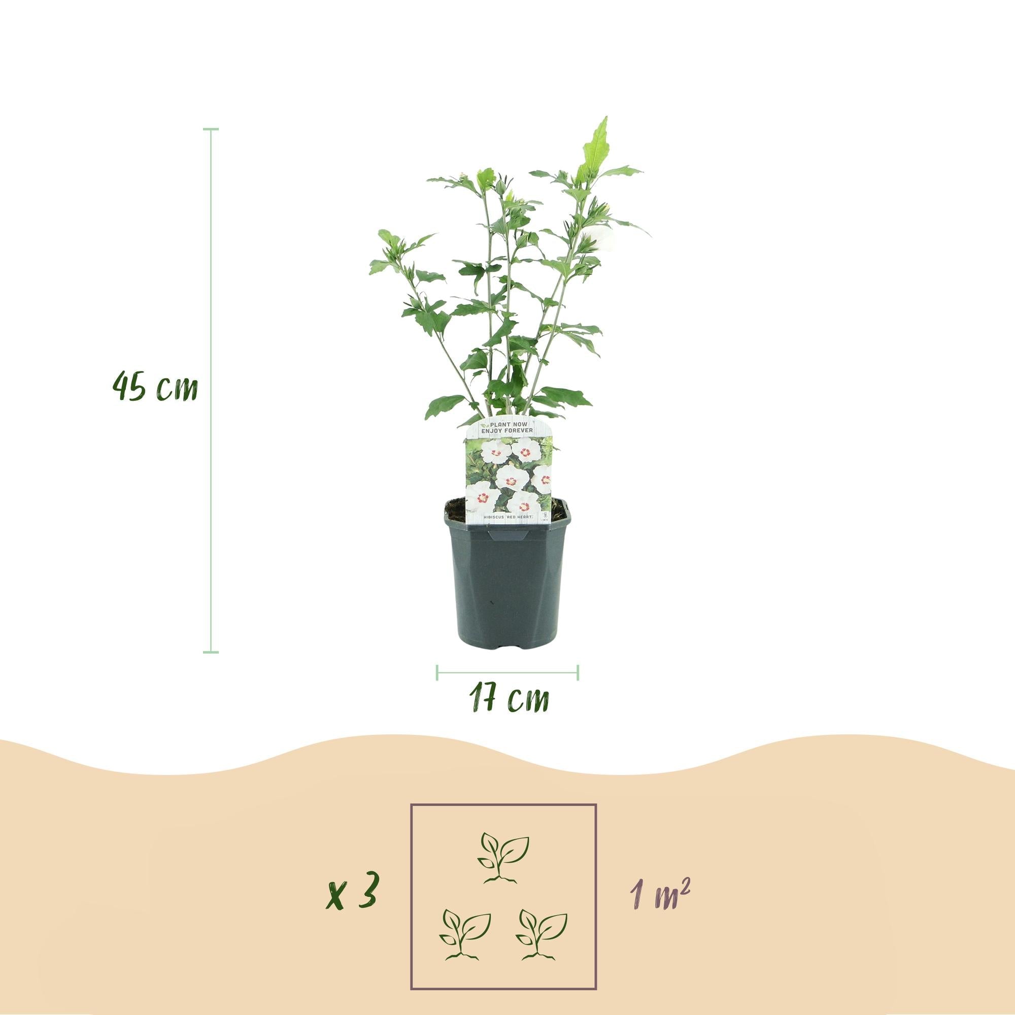 Garteneibisch Hibiscus syriacus Red Heart – Blüte Weiß mit Rotem Herzen – Strauch – Wenig Pflege – 17cm x H45cm – Sommerblüher & Bienenfreundlich – Plant