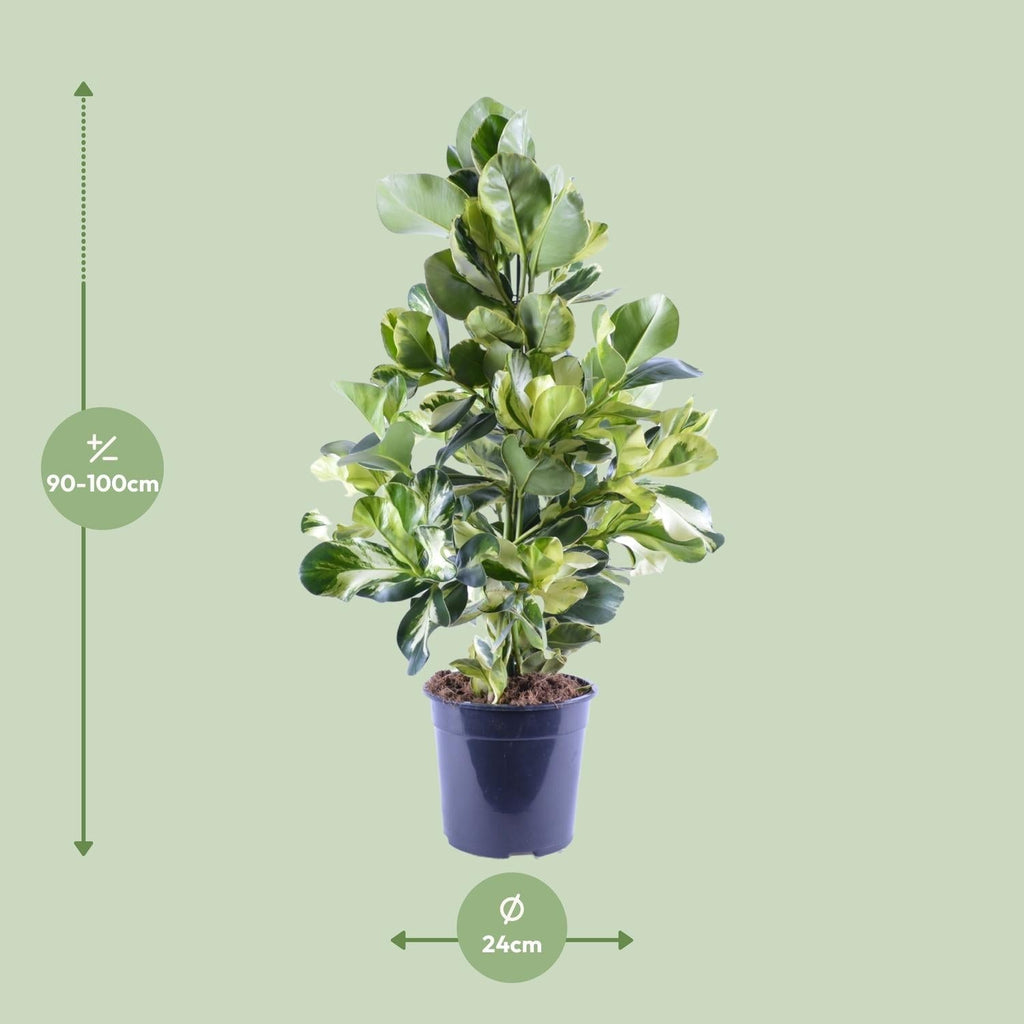 Clusia Rosea White Star – Ø24cm – ↕95cm – Dekorative Zimmerpflanze mit luftreinigender Wirkung – Autographenbaum – Pflegeleicht – Plant