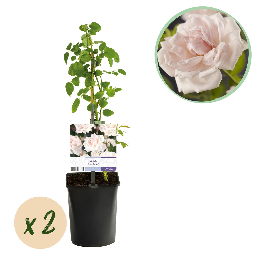 Kletterrose Rosa New Dawn – Zartrosa – Wenig Pflege – 2 Pflanzen – H11cm x 40cm – Duftende, widerstandsfähige Rosen für Garten & Terrasse – Plant