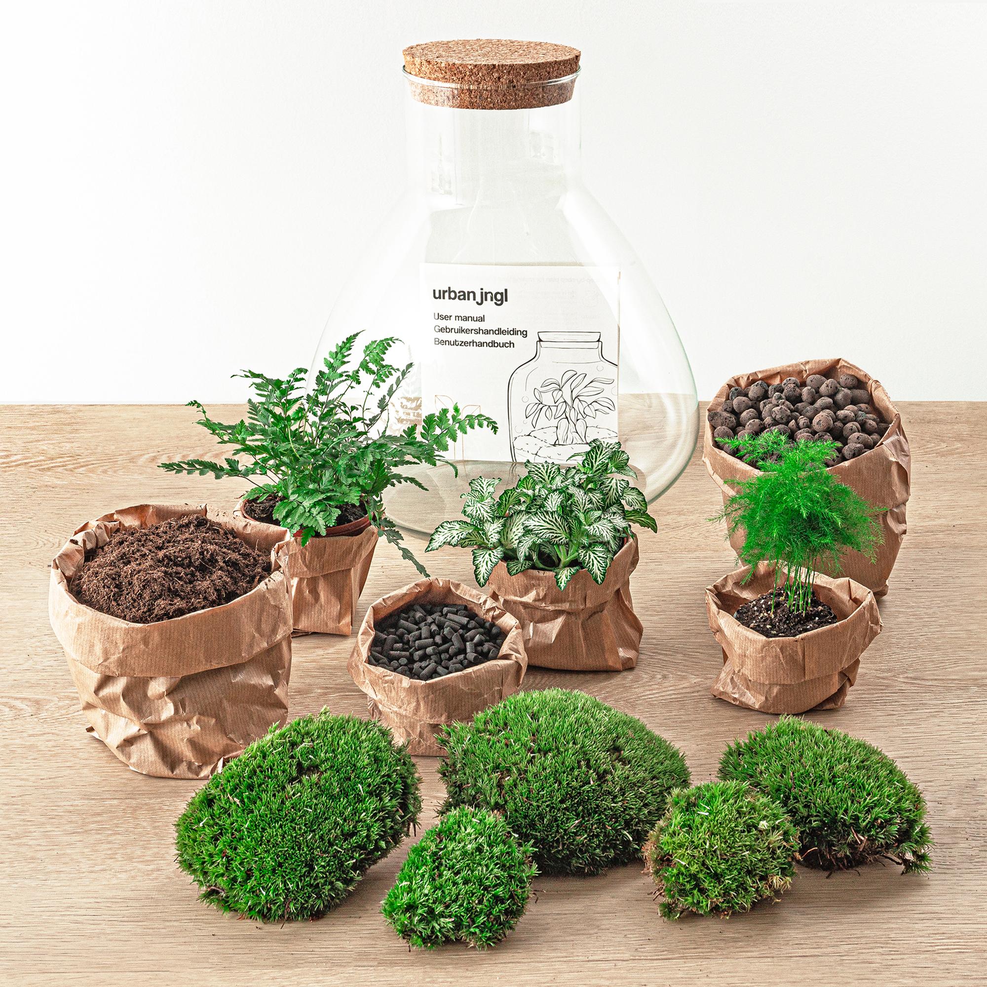 Flaschengarten Sam XL – DIY Bausatz Terrarium – ↕35cm – Do – It – Yourself Pflanzen – Set mit Korkdeckel – Autarkes Mini – Ökosystem – Plant
