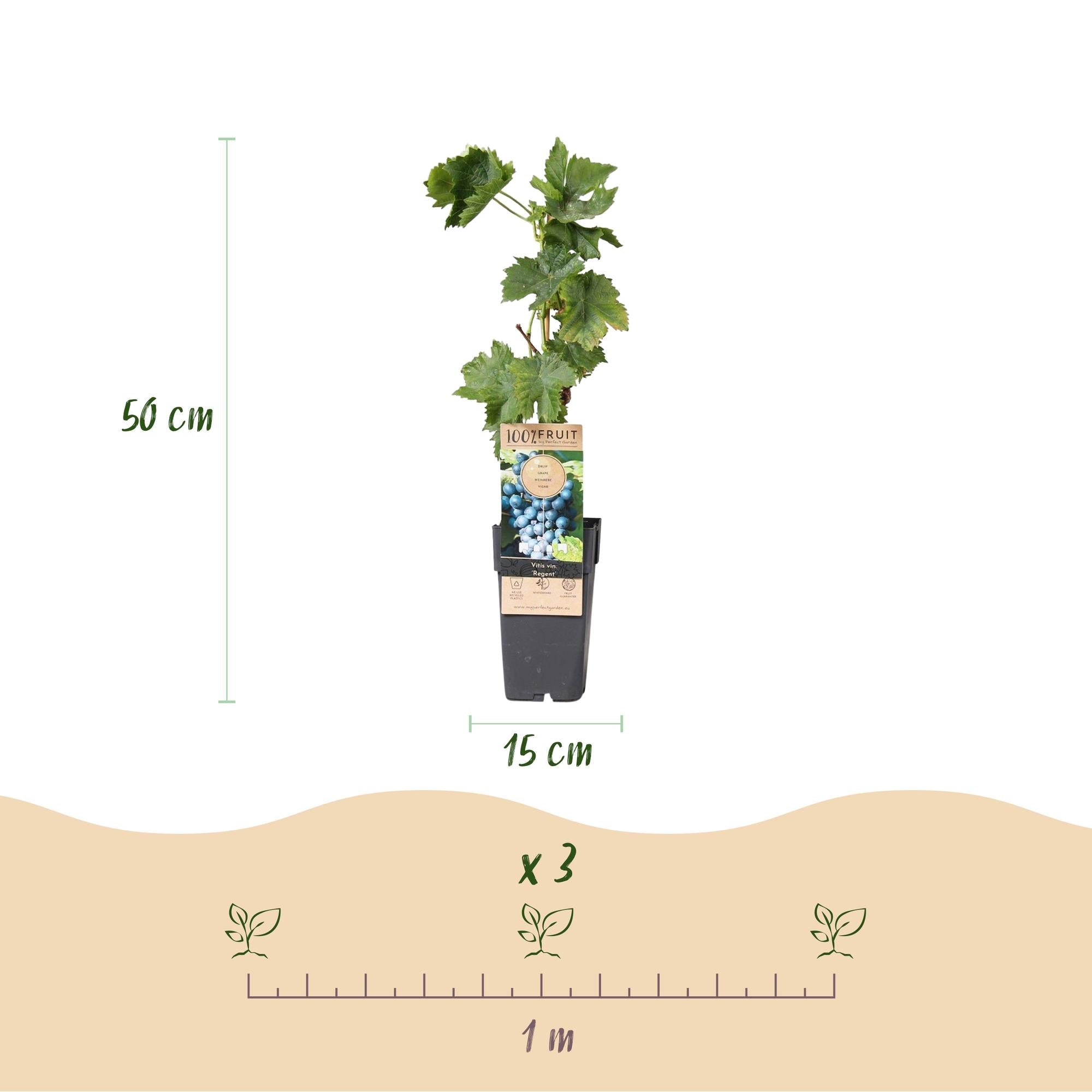 Weinrebe – Blaue Traube – Vitis vinifera Regent – Obstpflanze – 2 Pflanzen – 15cm – Höhe ca. 50cm – Plant