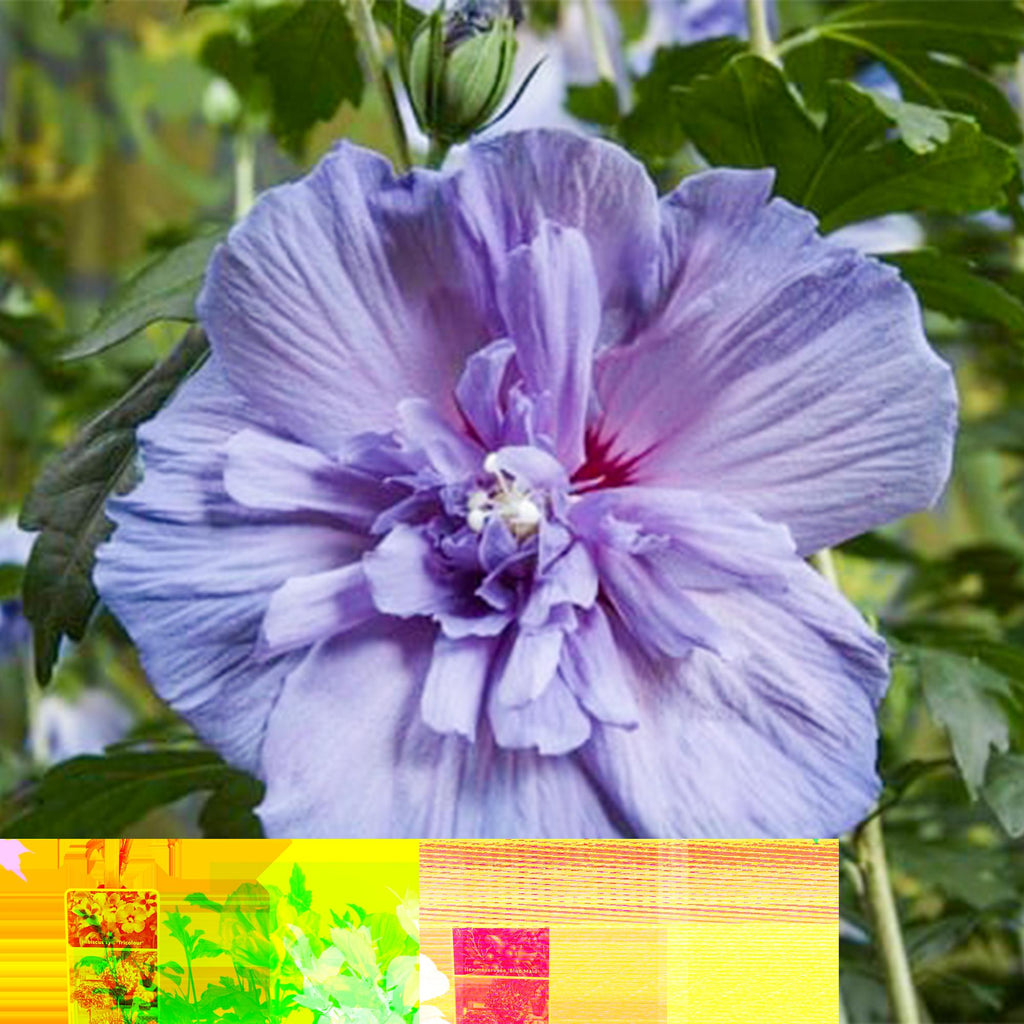 Hibiscus syriacus Blue Chiffon – Pflegeleichte Stamm – Pflanze mit großen blauen Blüten – Laubabwerfend – Ø19cm – Höhe ca. 90cm – Plant
