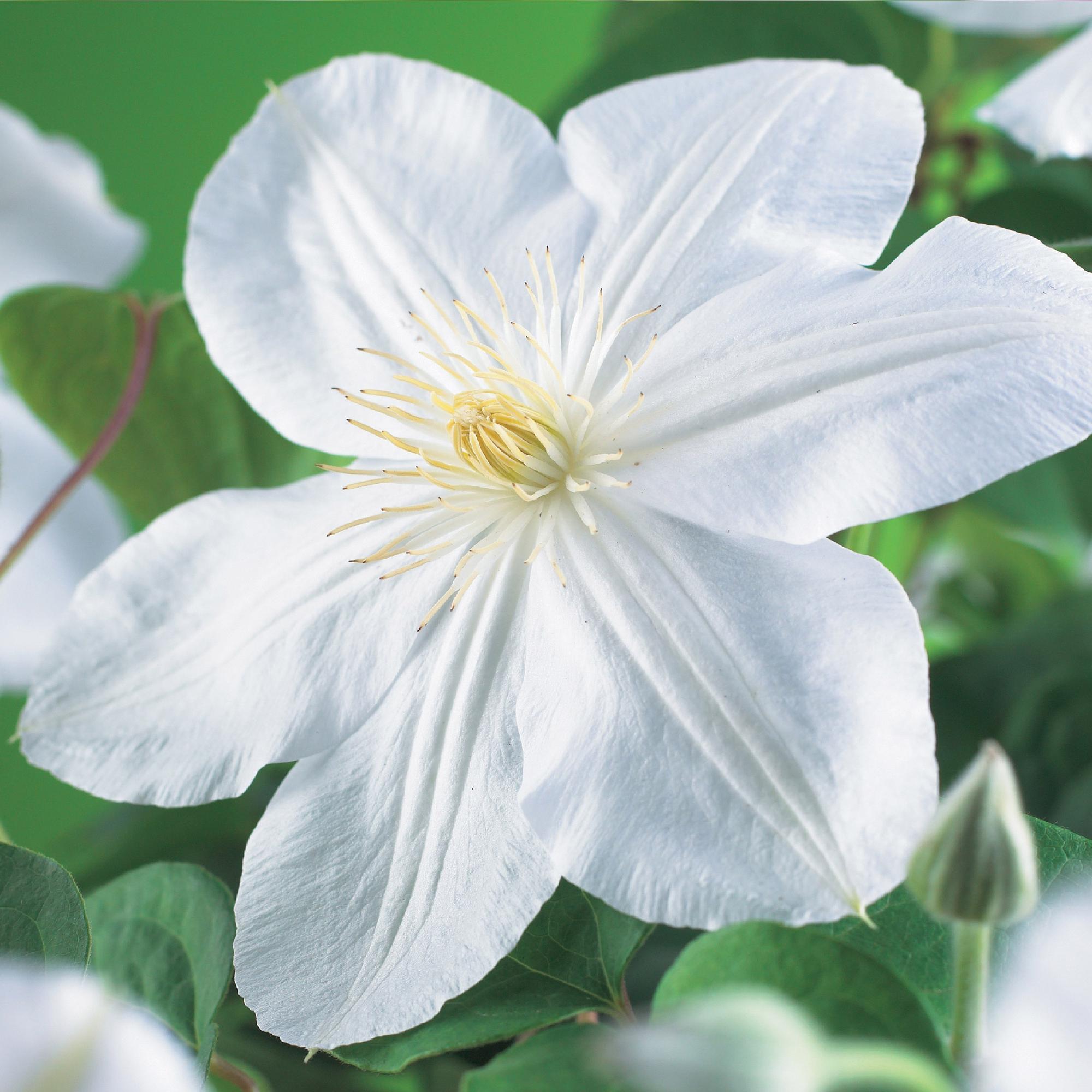 Kletterpflanze Clematis Madame Le Coultre – Cremig weiße Blüten – Wenig Pflege – 2 Pflanzen – 11cm Höhe 40cm – Für Garten, Terrasse & Pergolen – Plant