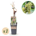 Weinrebe Vitis vinifera 'Bianca' – Weiße Traube – 2 Pflanzen – Ø15cm – Höhe ca. 50cm – Süße Tafeltrauben – Reich an Vitaminen – Plant