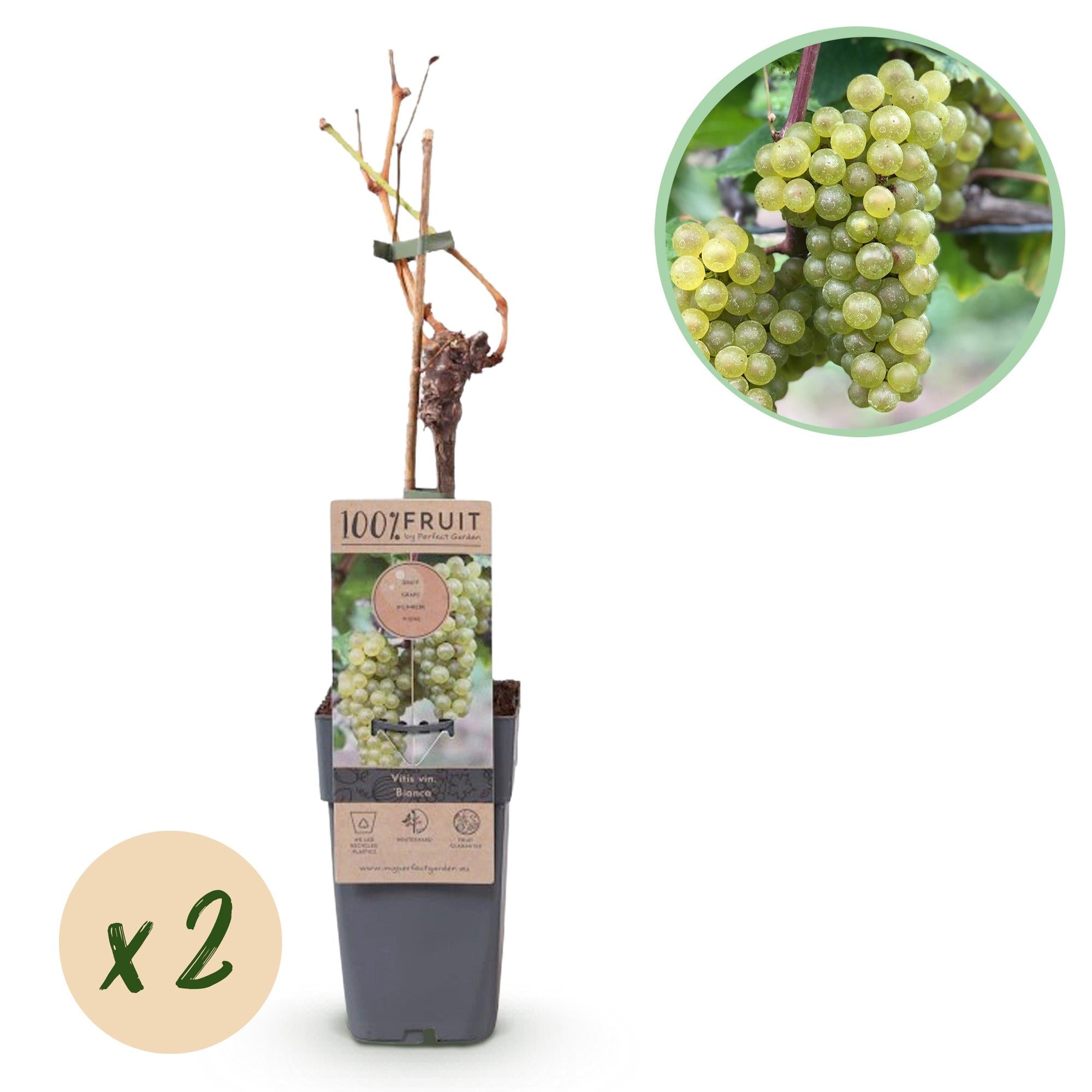 Weinrebe Vitis vinifera 'Bianca' – Weiße Traube – 2 Pflanzen – Ø15cm – Höhe ca. 50cm – Süße Tafeltrauben – Reich an Vitaminen – Plant