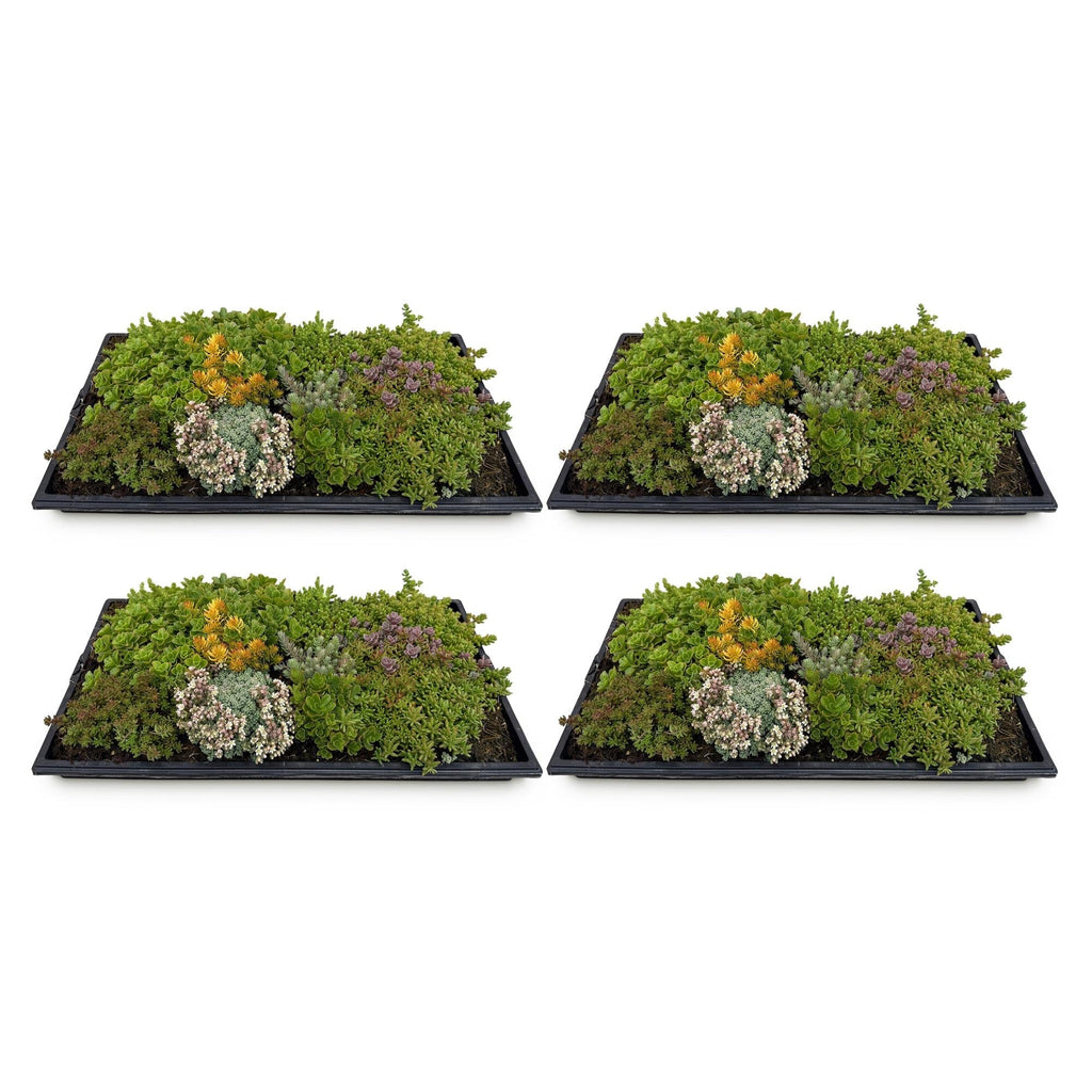 Sedummatte – 4 Vegetationsmatten – Winterharte Bodendeckerpflanzen aus 10 Sedum – Sorten – Maße 50x30cm – Pflegeleicht & wetterbeständig – Plant