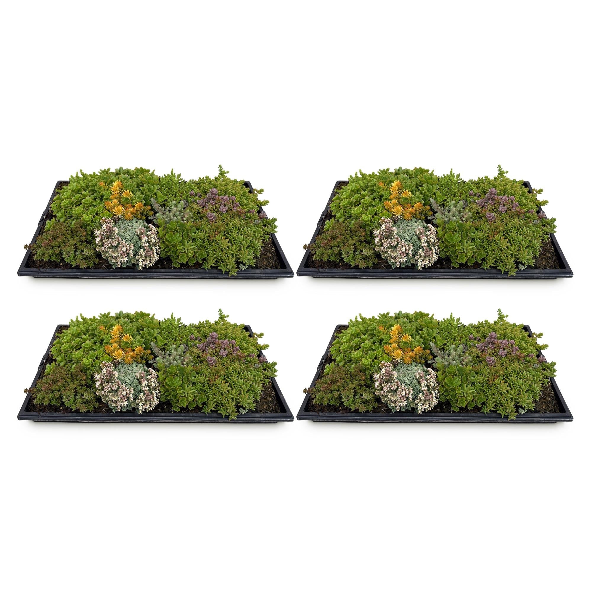 Sedummatte – 4 Vegetationsmatten – Winterharte Bodendeckerpflanzen aus 10 Sedum – Sorten – Maße 50x30cm – Pflegeleicht & wetterbeständig – Plant