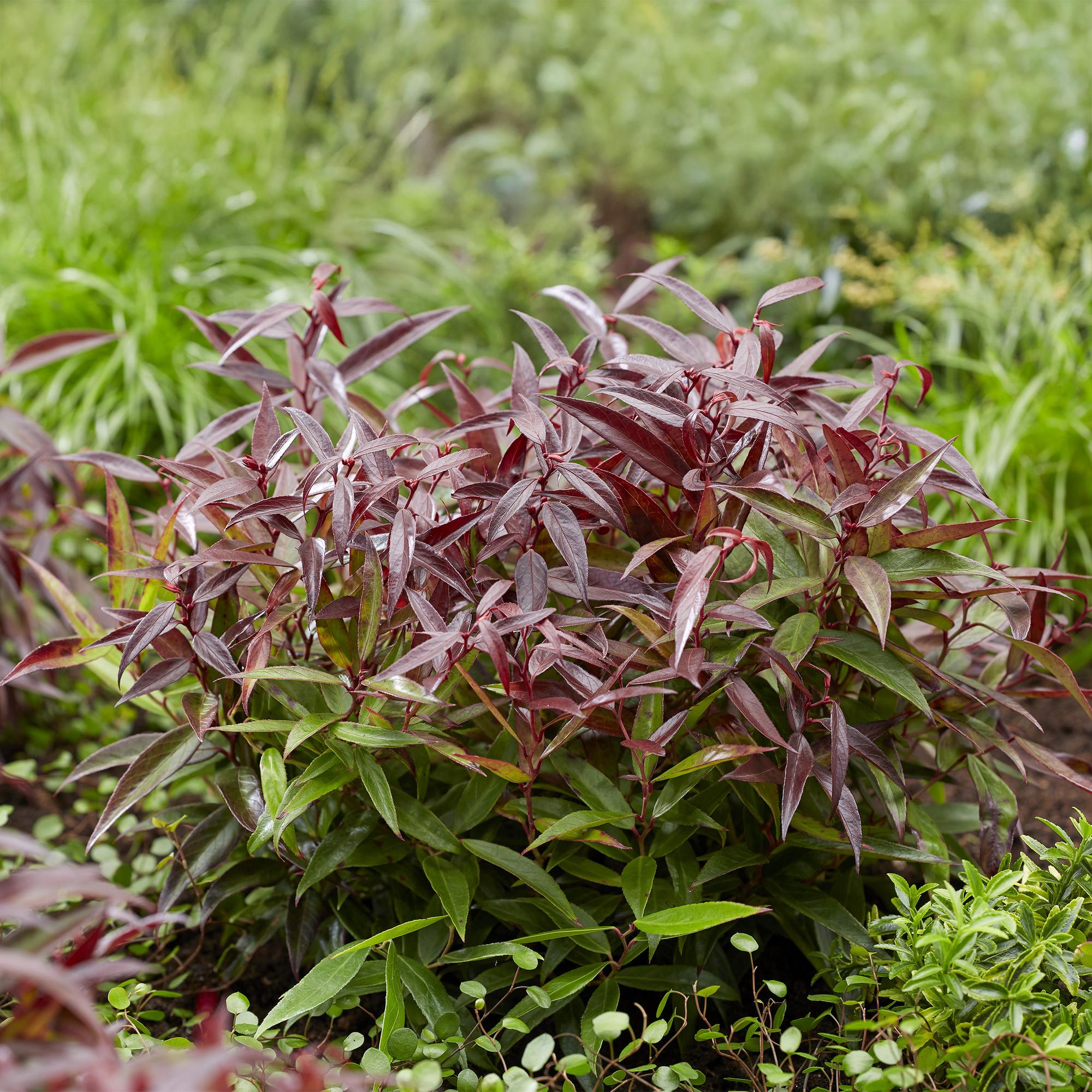 Traubenheide Leucothoe Burning Love – 2 Pflanzen 17cm Höhe ca.45cm – Immergrün & farbintensiv – Rotes Laub – Pflegeleichter dekorativer Zierstrauch