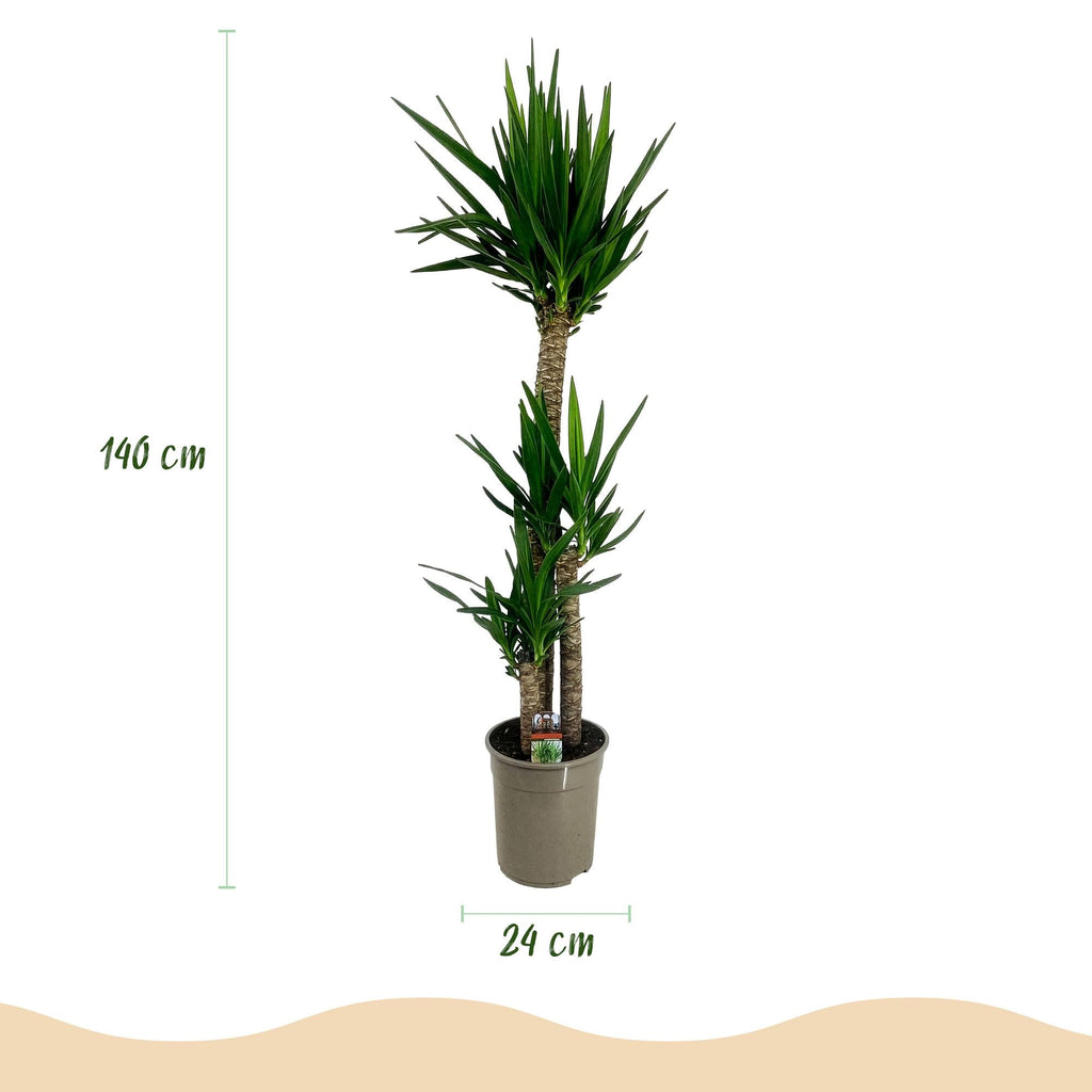 Palmlilie Yucca Elephantipes – 140cm – 24cm – Pflegeleichte Palmlilie mit schmalen, grünen Blättern – Plant