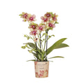 Orange – Gelbe Phalaenopsis Orchidee – Grosseto – Ø9cm – Exotische Blühende Zimmerpflanze mit 2-3 kräftigen Trieben – Plant