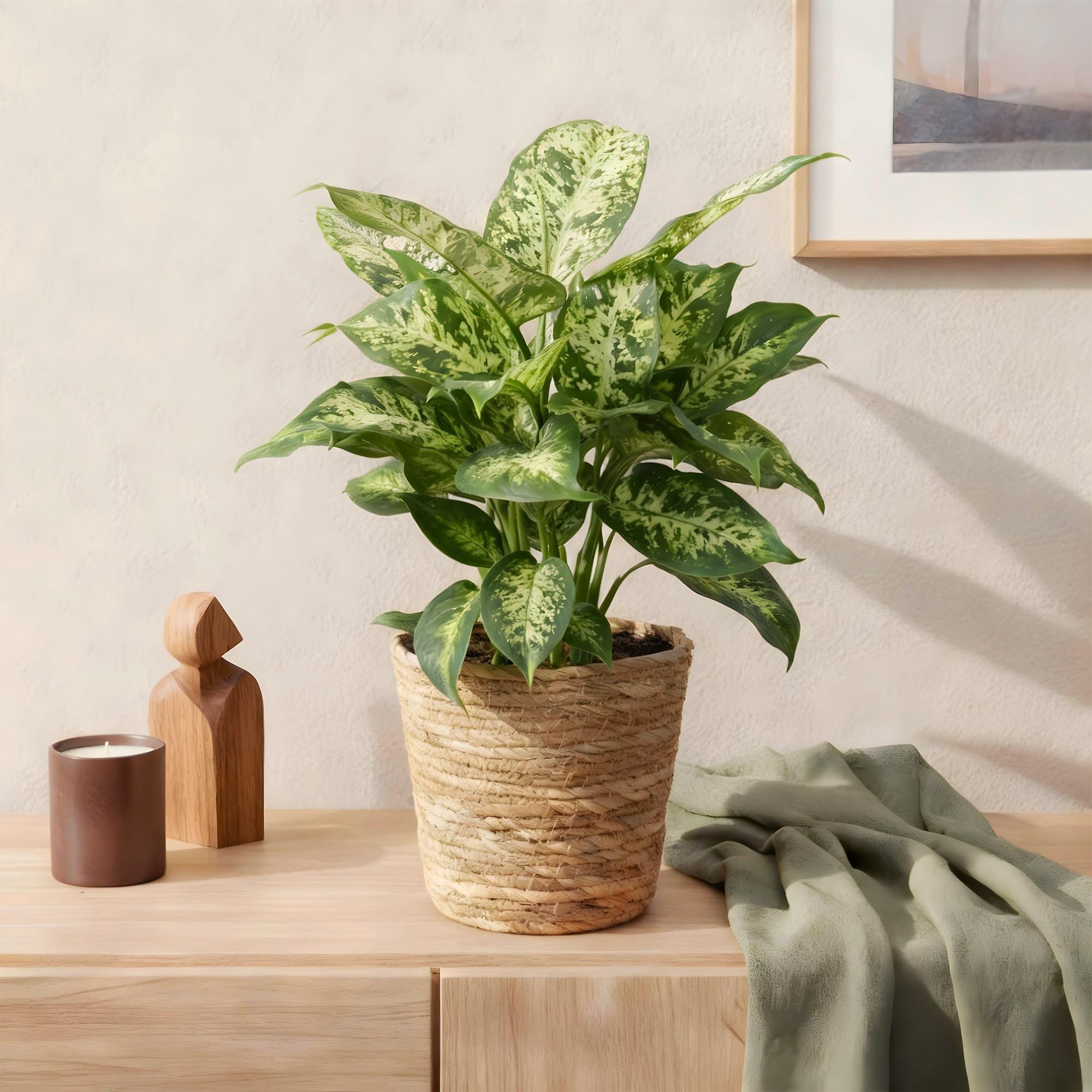 Dieffenbachia Compacta – 45-50cm – 17cm inkl. Naturkorb – Pflegeleichte bunte Zimmerpflanze – Marmoriertes Blattwerk – Plant