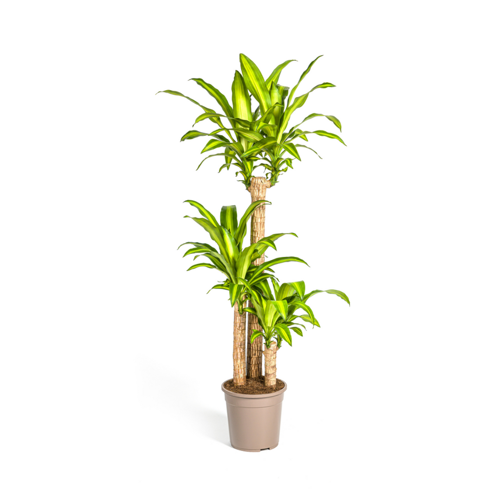 Dracaena Fragrans Massangeana – Drachenbaum – Ø24cm – ↕130-150cm – Zimmerpflanze – Tropisches Grün – Pflegeleicht & dekorativ – Plant