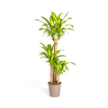 Dracaena Fragrans Massangeana – Drachenbaum – Ø24cm – ↕130-150cm – Zimmerpflanze – Tropisches Grün – Pflegeleicht & dekorativ – Plant