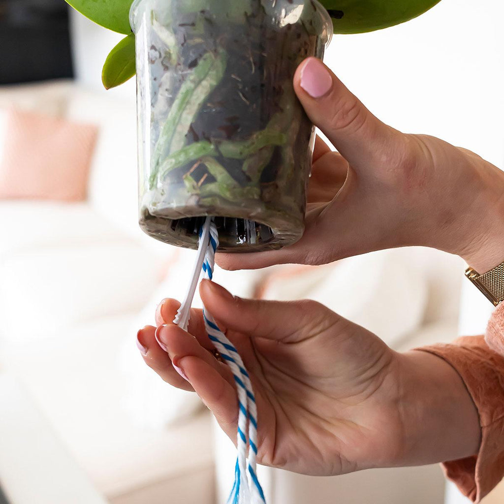 WaterWick Bewässerungsdocht – 3 Stück – Selbstbewässerung für Zimmerpflanzen & Orchideen – Einfaches Wasserzugsystem für konstante Feuchtigkeit – Standard
