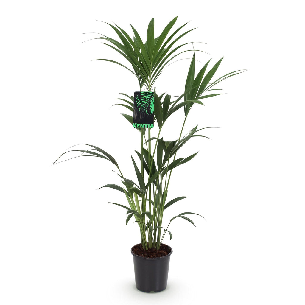 Howea Forsteriana – Kentia – Palme – 120-130cm – 21cm – Pflegeleichte Zimmerpalme mit eleganten Wedeln – Plant