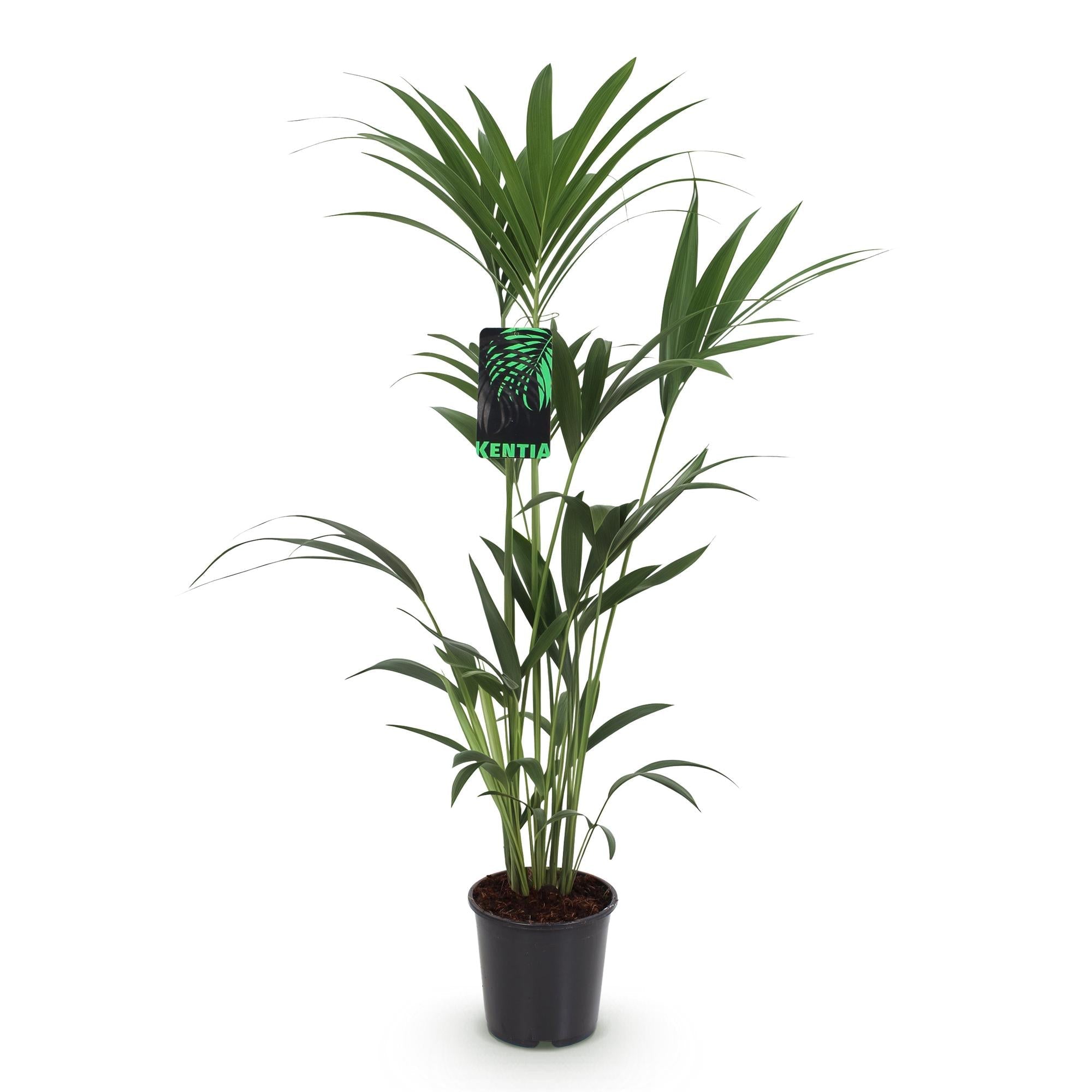 Howea Forsteriana – Kentia – Palme – 120-130cm – 21cm – Pflegeleichte Zimmerpalme mit eleganten Wedeln – Plant