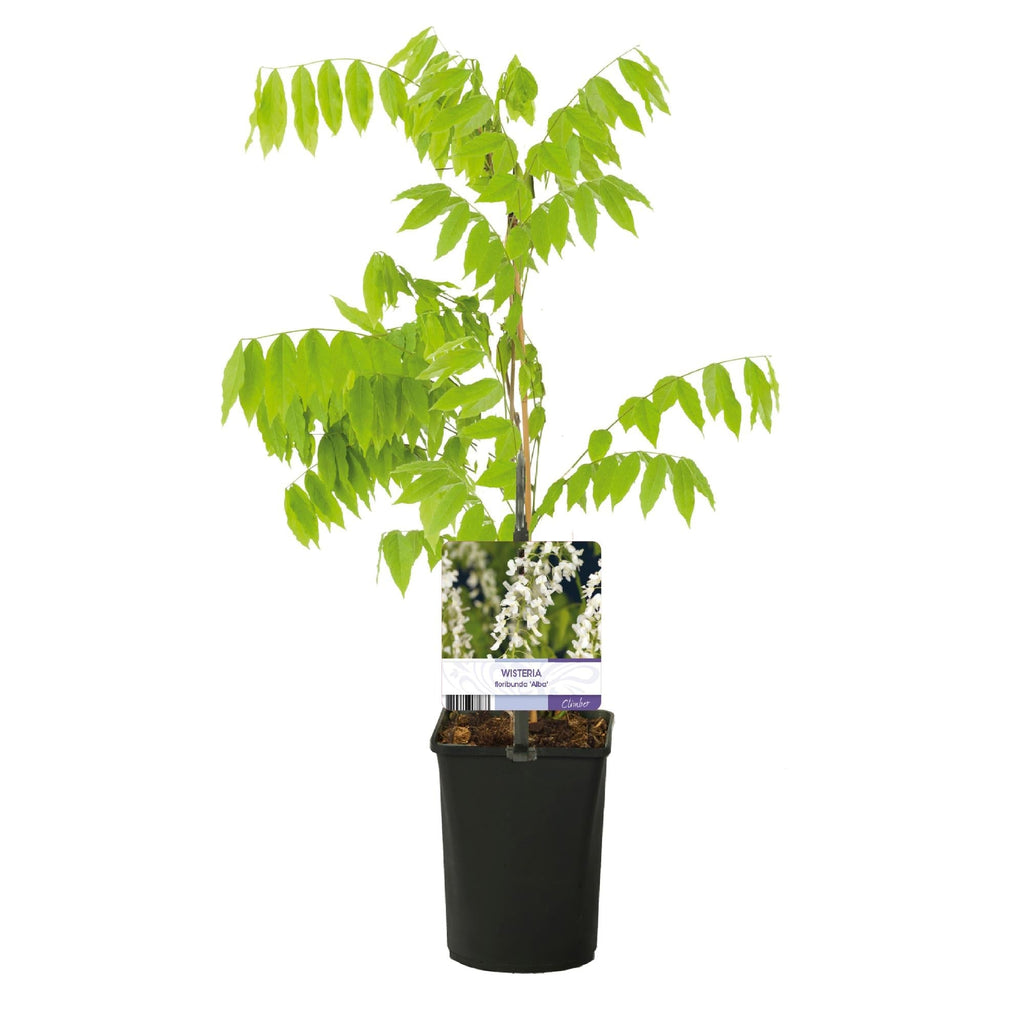 Blauregen Wisteria floribunda Alba – Weiße Blüten – 11cm x H40cm – Duftende Kletterpflanze – Für Pergolen, Zäune & Wände – Plant