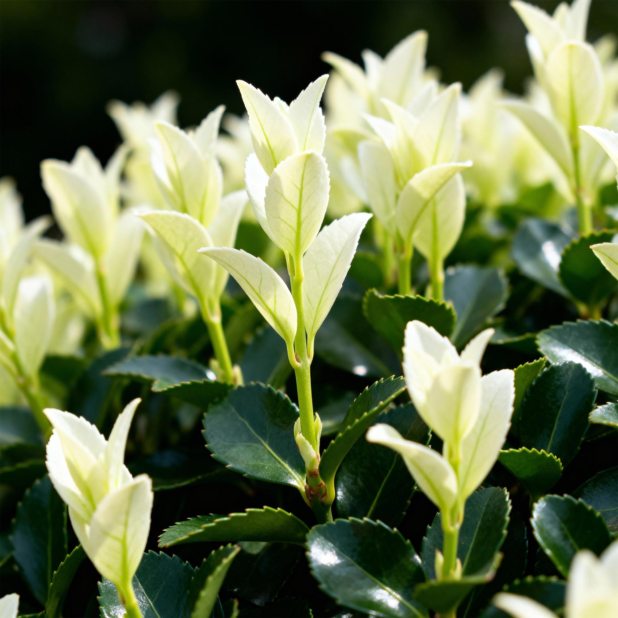 Euonymus japonica Paloma Blanca – 8 Pflanzen für 1 lfm Hecke – Immergrüner Strauch – 9cm – Höhe 30-35cm – Grün