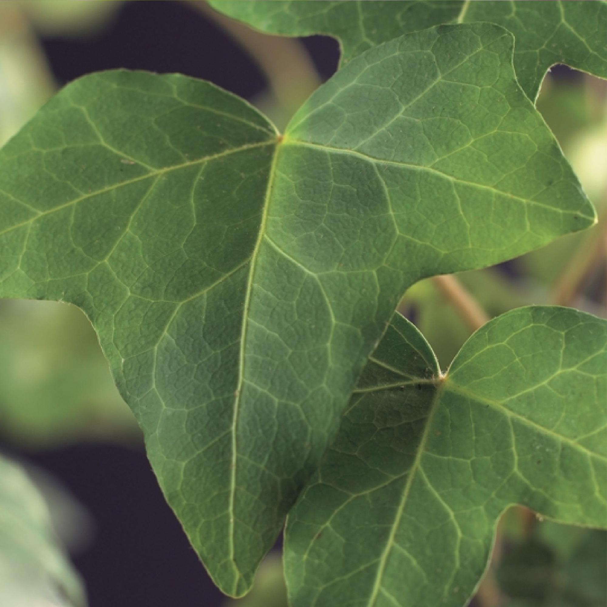 Kletterpflanze Hedera helix – Immergrün – Grüne Blätter – 11cm x H40cm – Pflegeleicht – Für Garten, Balkon & Innenräume – Plant
