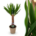 Palmlilie Yucca Elephantipes – 55cm – 14cm – Pflegeleichte Palmlilie mit langen, schmalen Blättern – Plant