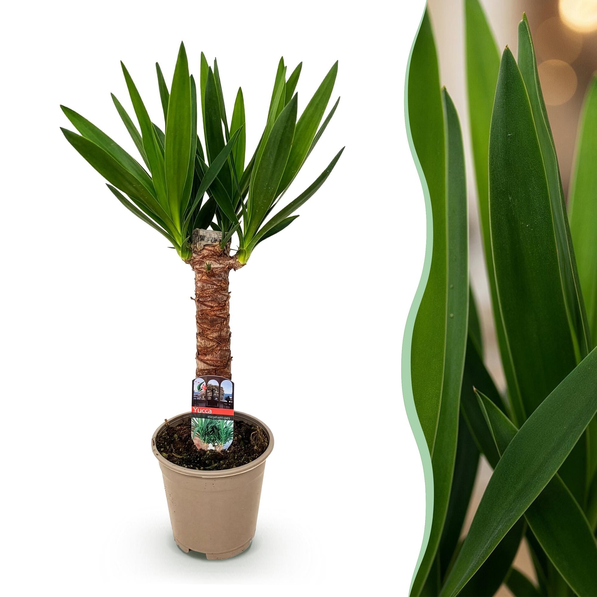 Palmlilie Yucca Elephantipes – 55cm – 14cm – Pflegeleichte Palmlilie mit langen, schmalen Blättern – Plant