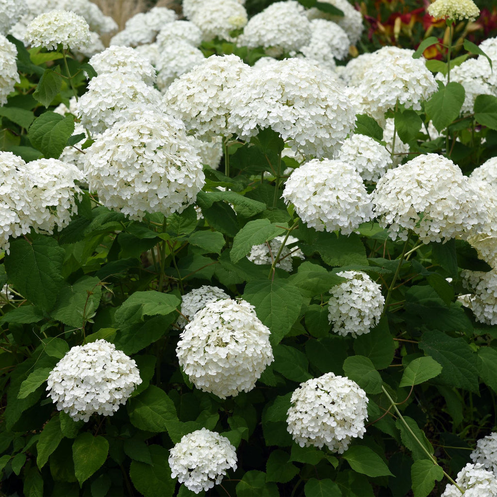 Rispenhortensie – Hydrangea arborescens Annabelle – Blüte Weiß – Große Blüten – 17cm Höhe 50cm – Winterhart & pflegeleicht für Beet & Kübel – Plant