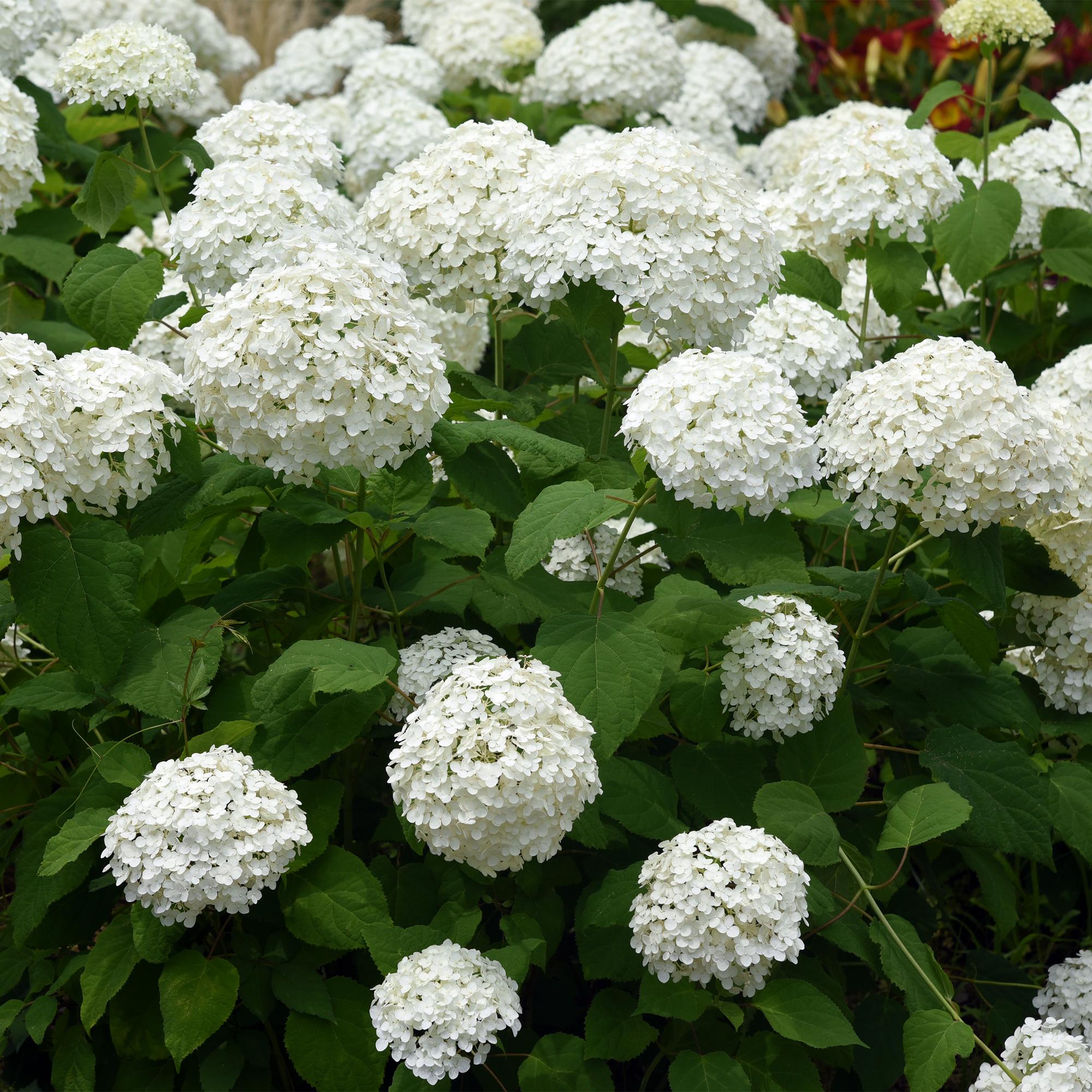 Rispenhortensie – Hydrangea arborescens Annabelle – Blüte Weiß – Große Blüten – 17cm Höhe 50cm – Winterhart & pflegeleicht für Beet & Kübel – Plant