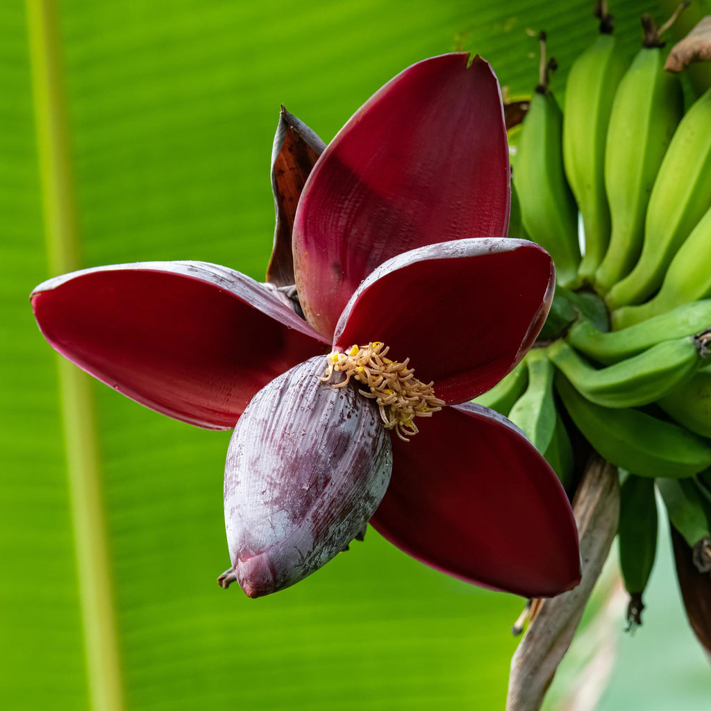 Bananenpflanze Musa sikkimensis Red Tiger – Tropische Gartenbanane – Ø12cm, Höhe ca. 30cm – Plant